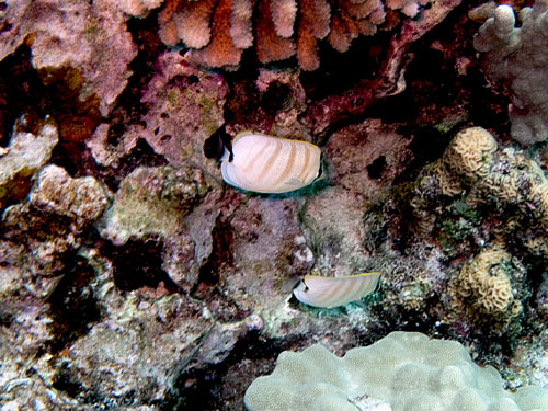 035 Pebbled Butterflyfish