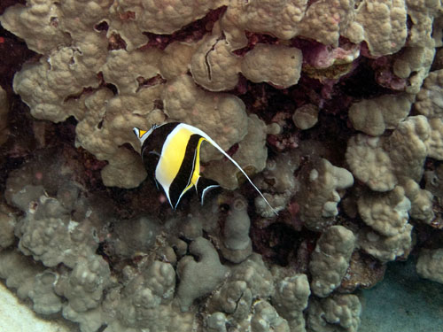 040 Moorish Idol