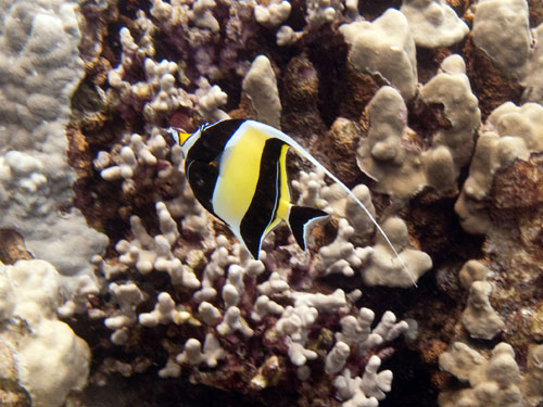 041 Moorish Idol