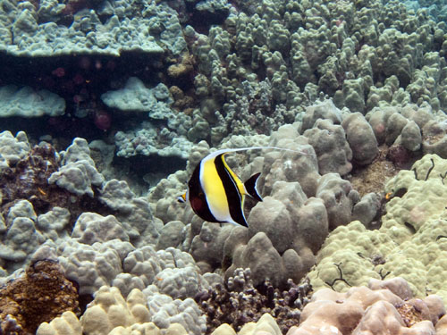 043 Moorish Idol