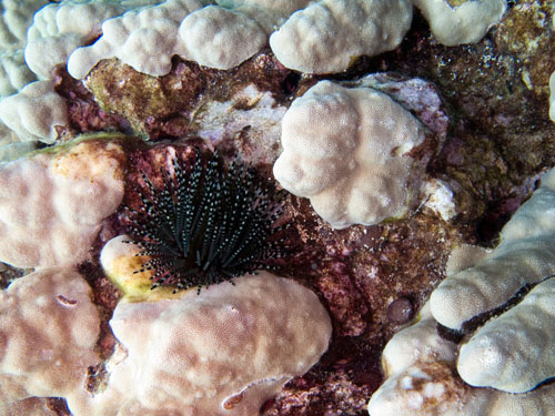 047 Banded Urchin