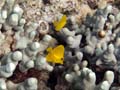 024 Yellow Tangs