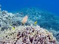 026 Ornate Butterflyfish