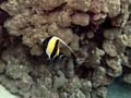 040 Moorish Idol